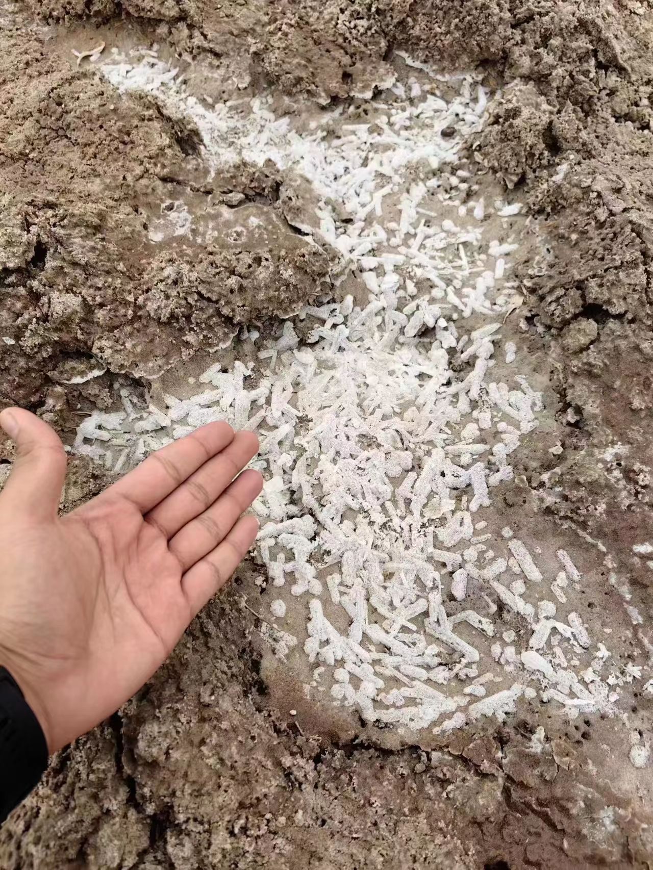 Thénardite crystal from desert Salt lake